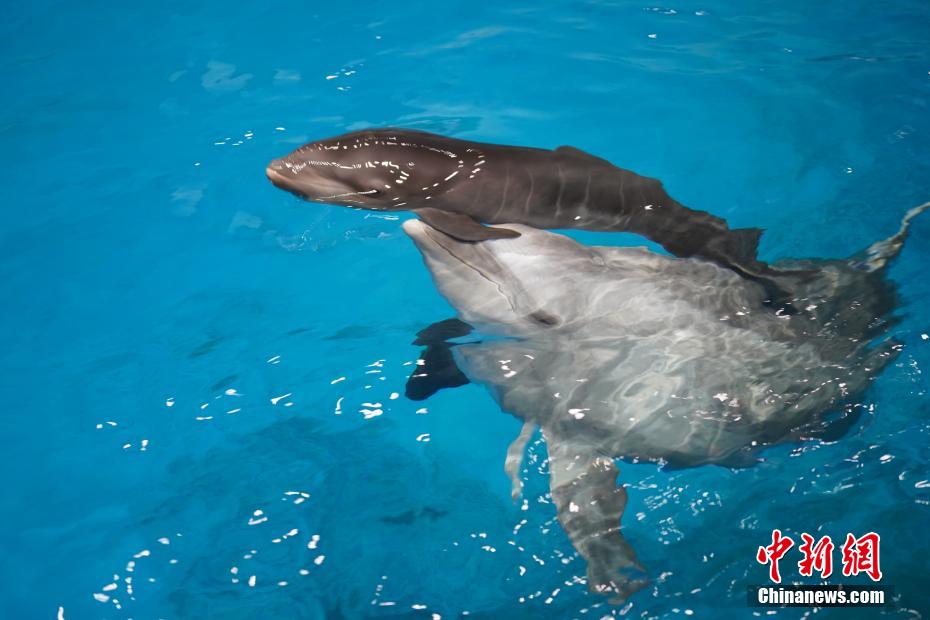 寄り添って泳ぐ母親のハンドウイルカとホルフィンの赤ちゃん（写真提供・天津海昌極地海洋公園）。