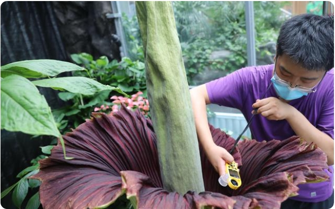 中国国家植物園でショクダイオオコンニャクが開花　複数個体開花は世界初