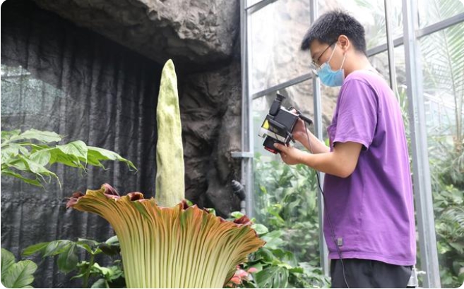 中国国家植物園でショクダイオオコンニャクが開花　複数個体開花は世界初