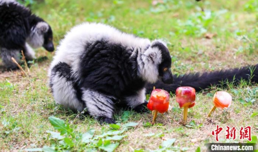 竜之夢動物世界で、小動物のエサに追加された果物のアイスキャンデー（写真提供・太湖竜之夢楽園）。