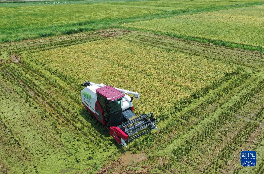 夏穀物の収穫作業をサポートする「無人収穫機」　江西省