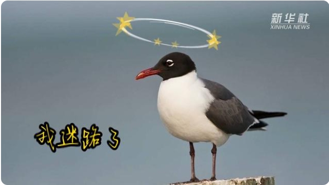 鳴き声が人の笑い声にソックリ？上海で「ワライカモメ」を確認　中国で初