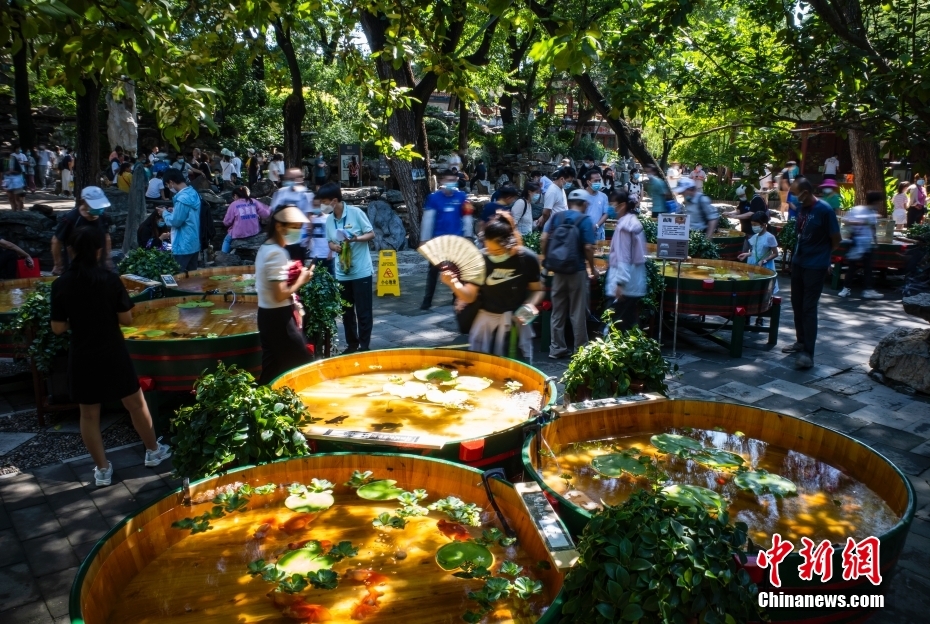 北京の恭王府に並べられた木製のたらいで金魚を鑑賞する市民や観光客たち（7月28日撮影・侯宇）。