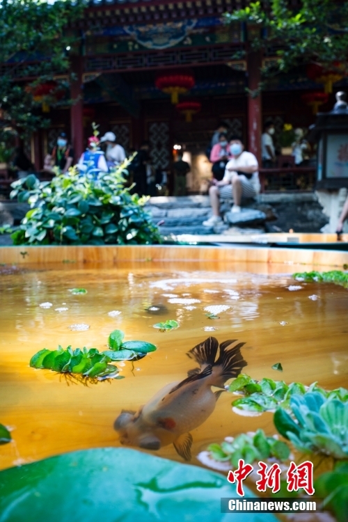 夏の恭王府で「木海観魚」を楽しむ人々　北京