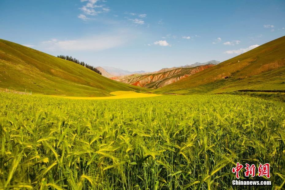 青海省祁連のどこまでも美しい夏の景色