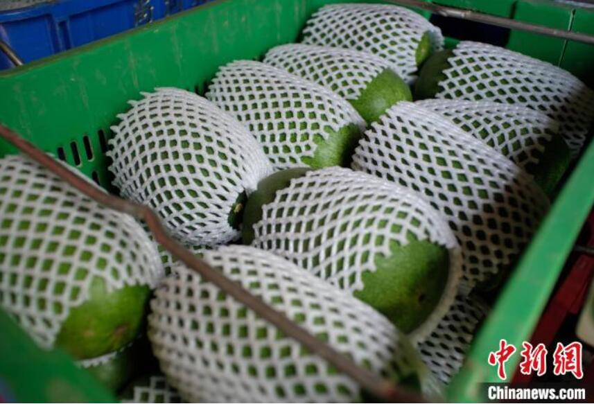 手のひらサイズ！ASEAN諸国にも輸出されている広西産のミニ冬瓜