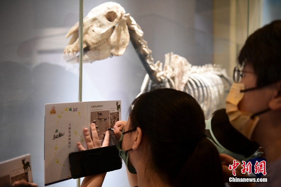 北京自然博物館で「ナイト・ミュージアム」シリーズイベントが開幕