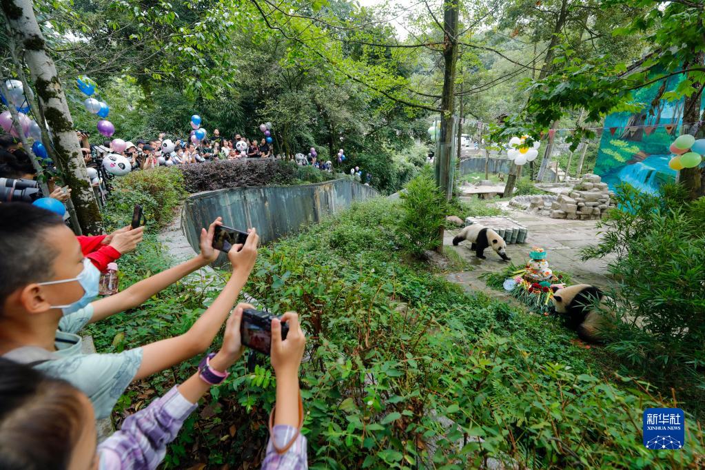 中国ジャイアントパンダ保護研究センター雅安基地で開かれた祝賀イベントで、特製のエサを味わうジャイアントパンダの「雅雅（ヤーヤー）」と「安安（アンアン）」を見学する来園客（8月3日撮影・沈伯韓）。