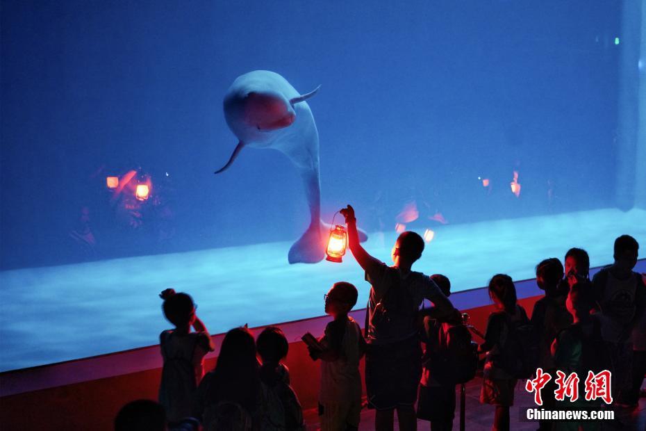 8月6日、ハルビン極地公園で、子供たちが手に持つライトに興味を示し反応する白鯨（撮影・孫漢侖）。
