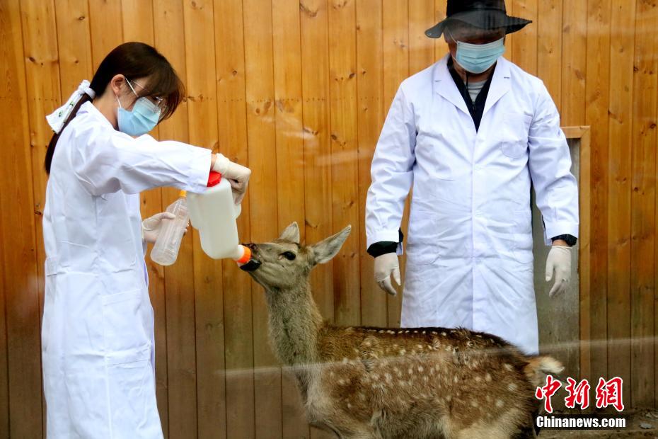 祁連山国家公園青海片区の「保育園」を訪れて