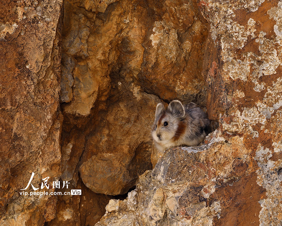 岩陰から覗く可愛い動物は？絶滅危惧種「イリナキウサギ」を確認　新疆