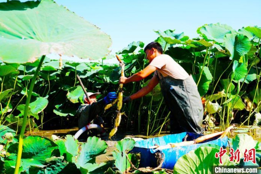 2020年に四川省成都市から導入・栽培された同村での栽培に適したレンコン（撮影・梁宏涛）。