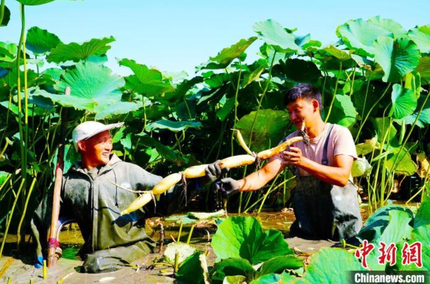 四川省成都から導入したレンコンが豊作に　新疆昌吉市