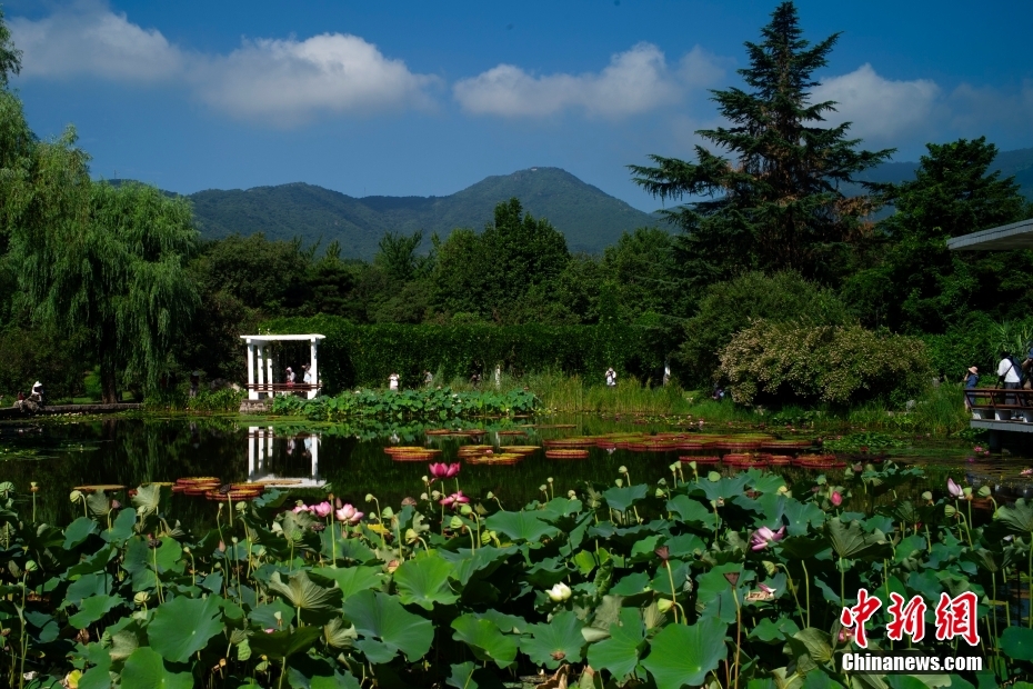 リアル版「モネの花園」が公開　国家植物園でスイレンが満開