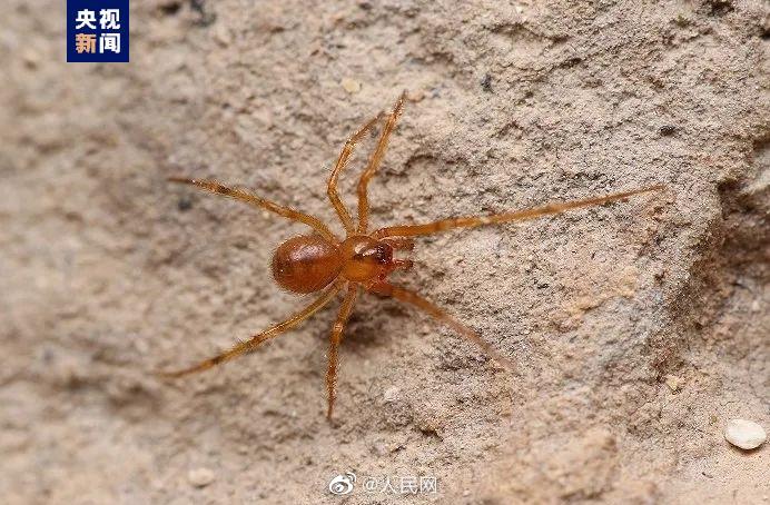 陰条嶺国家級自然保護区でクモの新種2種見つかる　重慶市