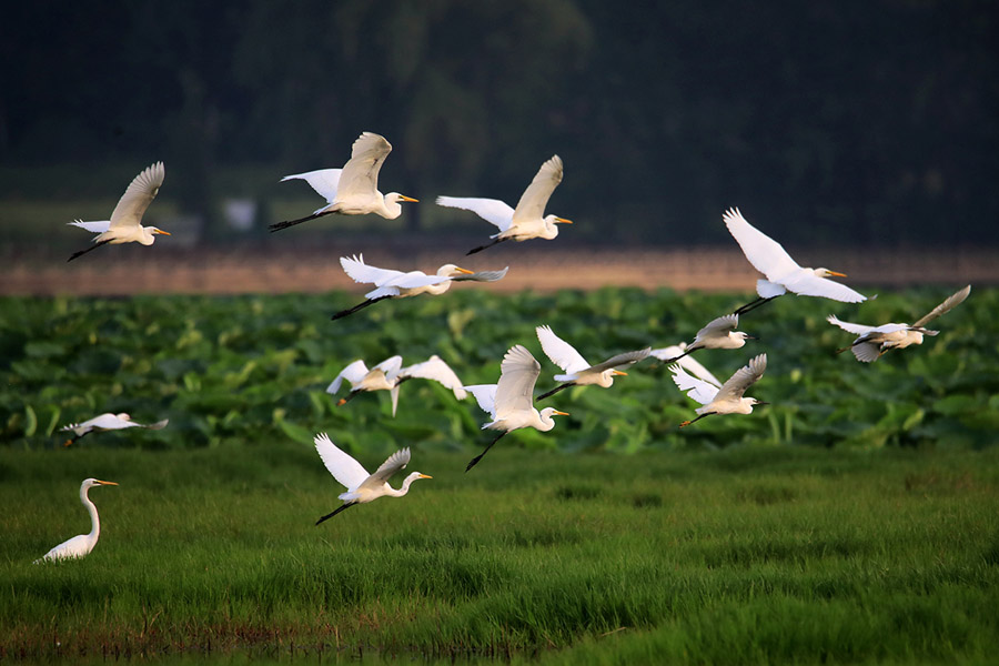 黄河湿地は鳥の楽園　山西省平陸