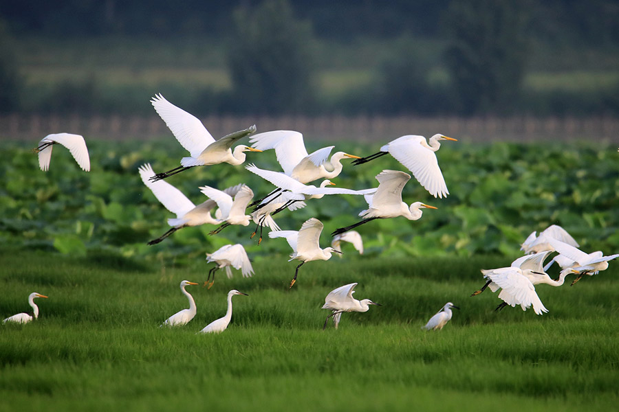 黄河湿地は鳥の楽園　山西省平陸