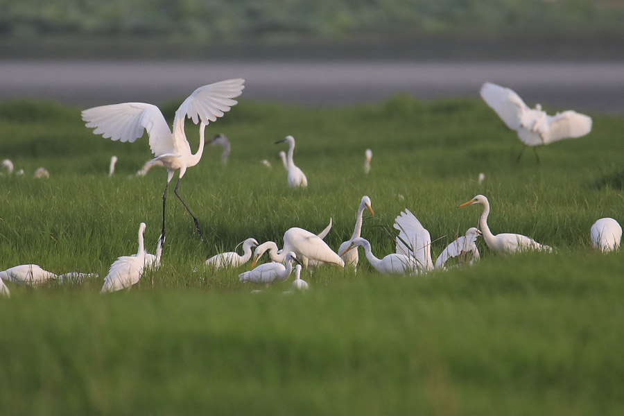 黄河湿地は鳥の楽園　山西省平陸