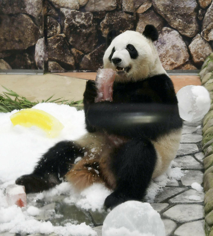 誕生日プレゼントは氷のボール！ジャイアントパンダの「彩浜」4歳に　日本和歌山
