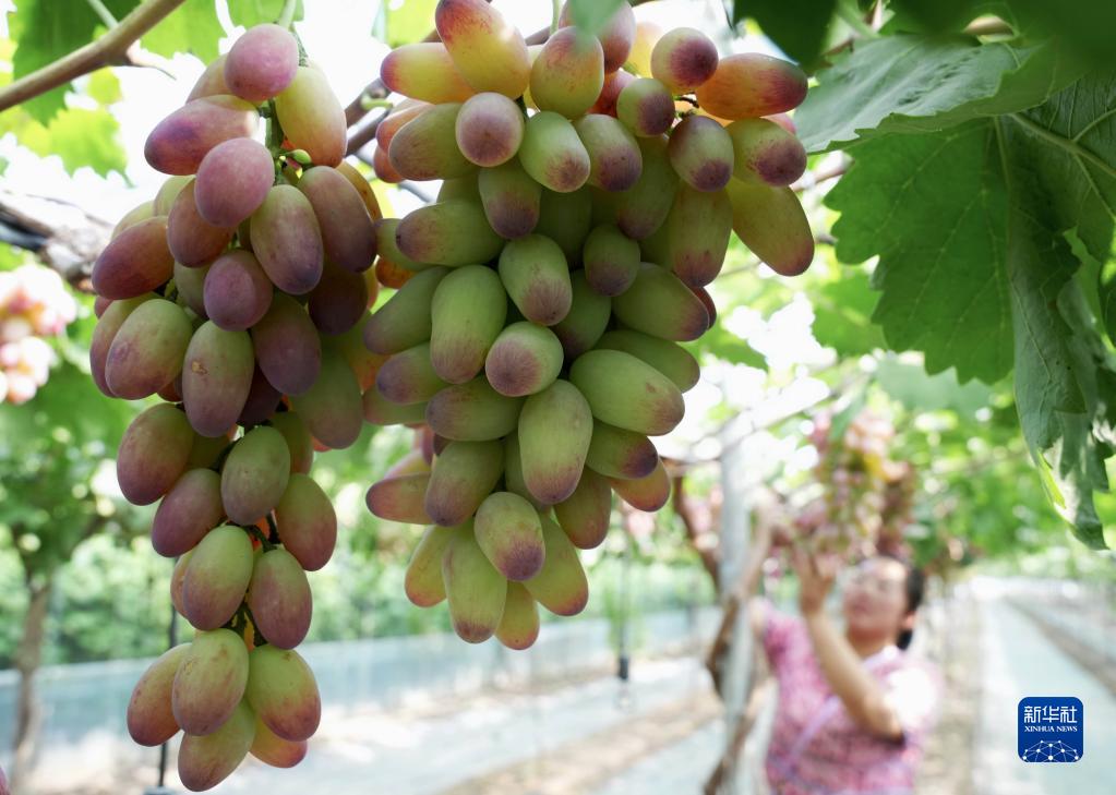 秋の味覚・燕山のブドウが収穫シーズンに　河北省蘆竜