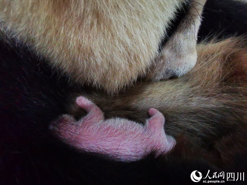 「翠翠（ツイツイ）」が出産した赤ちゃんパンダの生後1日目の様子（撮影・魏栄平）。
