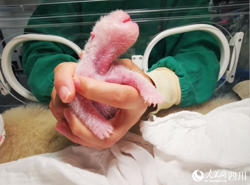 体重270.4グラム！世界で最も重いパンダの赤ちゃん誕生
