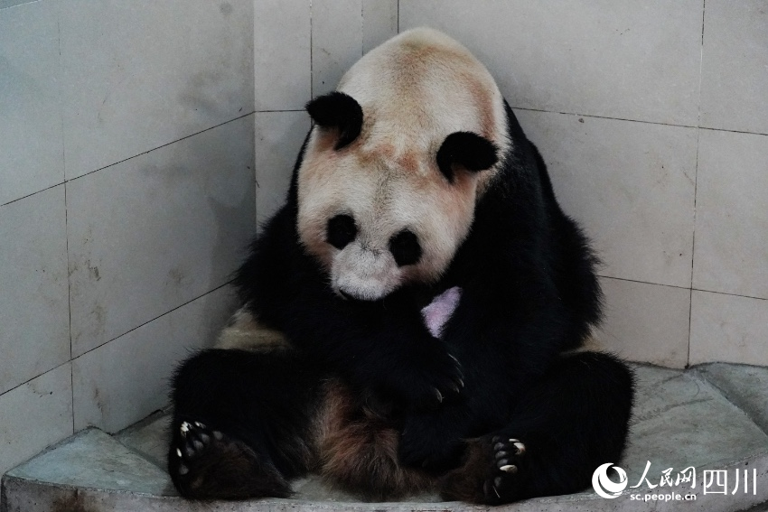 体重270.4グラム！世界で最も重いパンダの赤ちゃん誕生