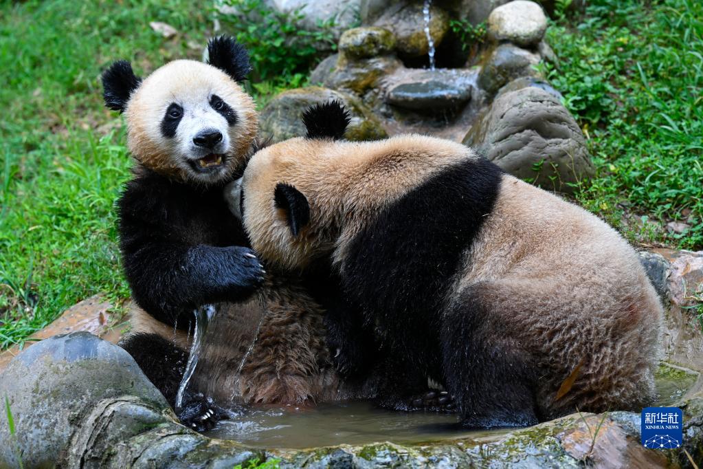 パンダが涼しく快適に夏を乗り切れるようサポート　四川省