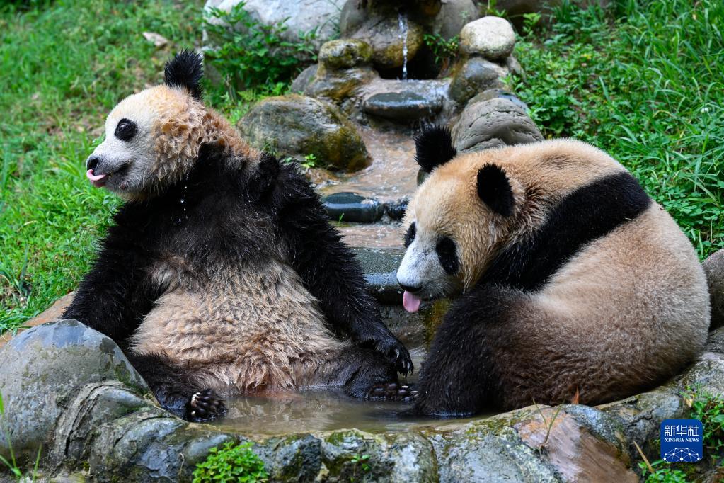 パンダが涼しく快適に夏を乗り切れるようサポート　四川省