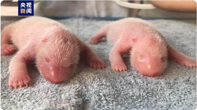 パンダ「秦秦」が雄雌双子の赤ちゃんを出産　秦嶺パンダ研究センター