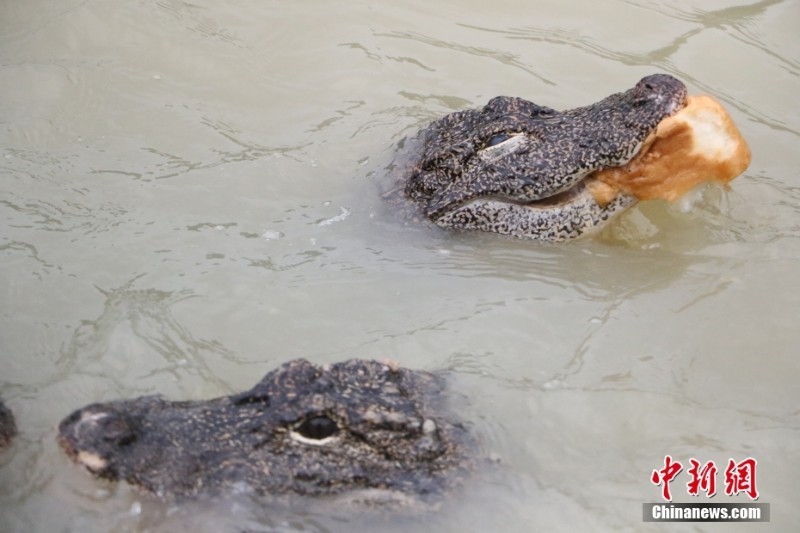 「ヨウスコウワニの村」浙江・湖州　2億年存続の「生きた化石」