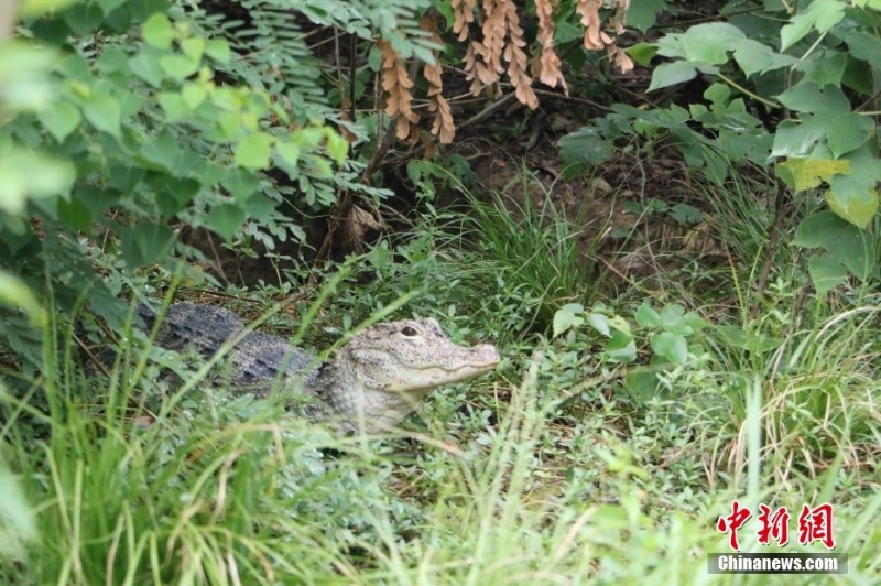 「ヨウスコウワニの村」浙江・湖州　2億年存続の「生きた化石」