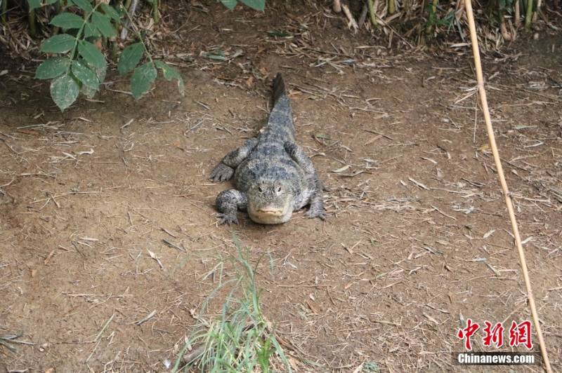 「ヨウスコウワニの村」浙江・湖州　2億年存続の「生きた化石」