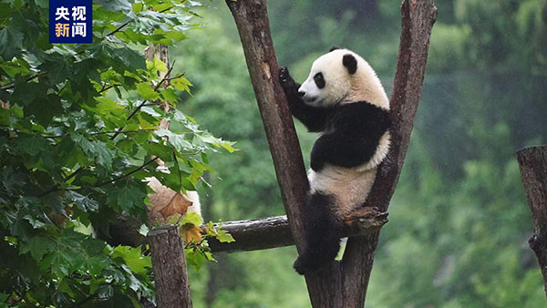 【音声ニュース】中国パンダ保護研究センター北京基地が年末に着工へ