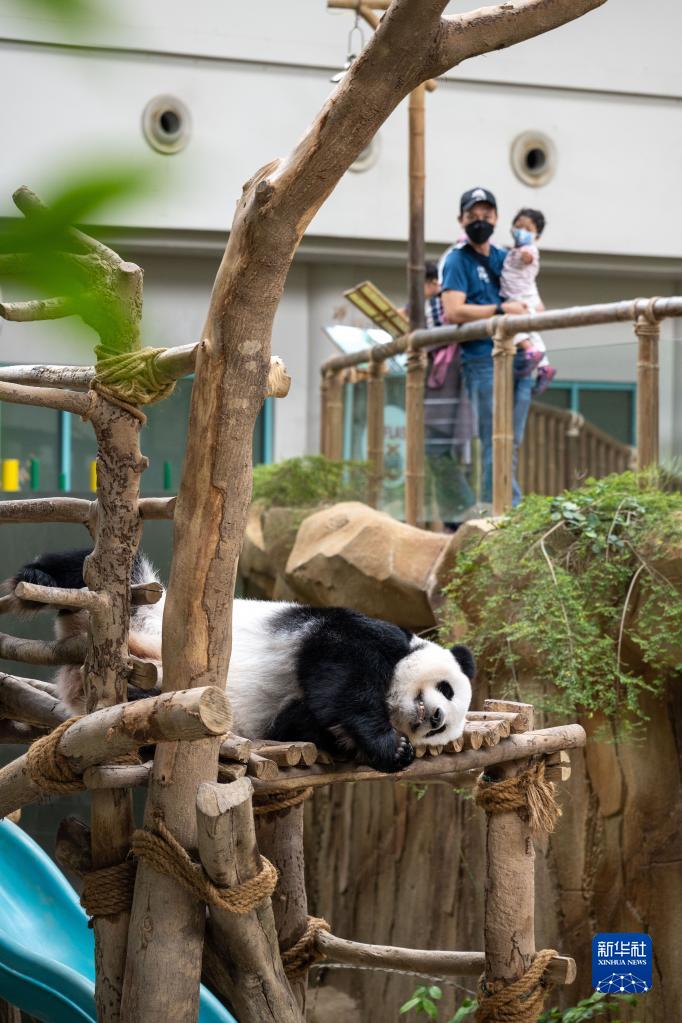 8月20日、マレーシア・クアラルンプール近郊にあるマレーシア国立動物園ジャイアントパンダ保護センターで、木の台の上で寝転がるパンダの「誼誼（イーイー）」（撮影・朱煒）