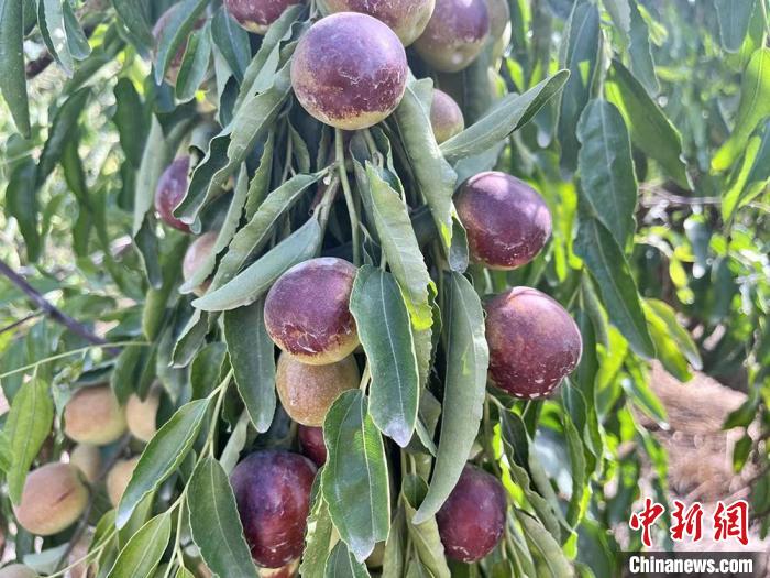 収穫季を迎えた国家地理的表示製品「トムシュク・ナツメ」　新疆