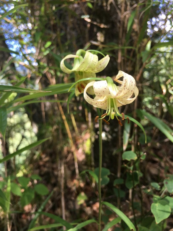 緑色のユリの花　重慶陰条嶺で国家級絶滅危惧植物を確認　