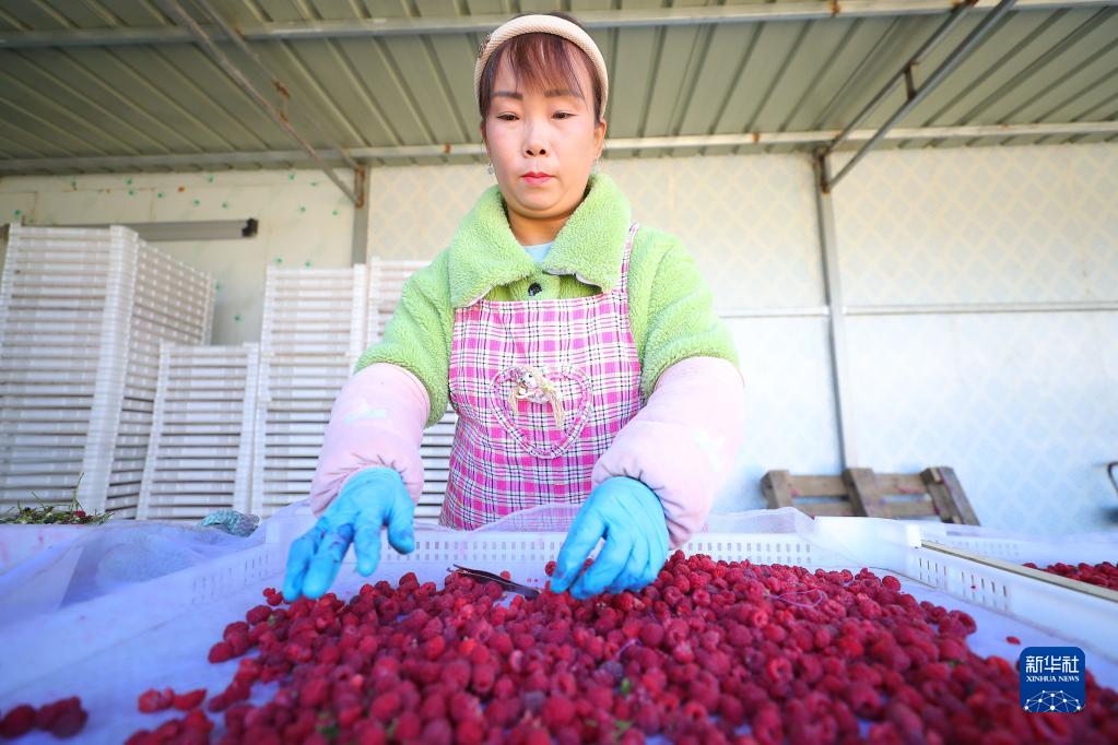 ラズベリーの収穫が最盛期を迎えた遼寧省法庫