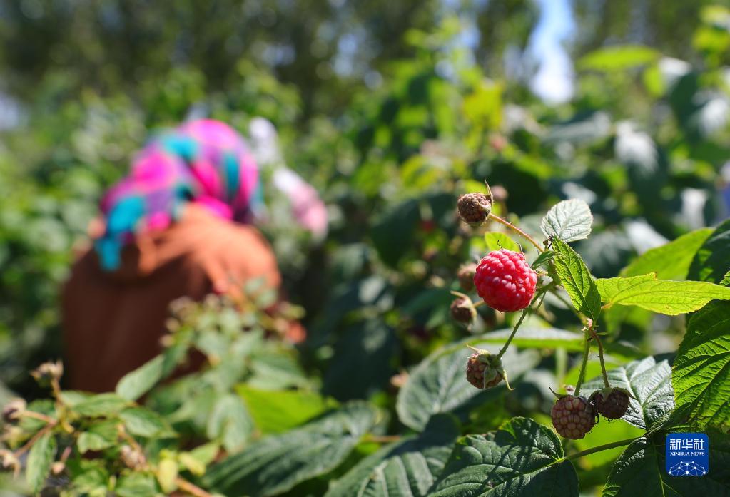 9月6日、遼寧省瀋陽市法庫県登仕堡子鎮のラズベリー栽培拠点で、ラズベリーを摘み取る農民（撮影・楊青）。