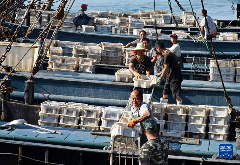大漁だ！秋の漁解禁で魚を満載した船が続々帰港　山東省青島