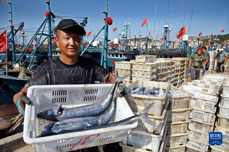 大漁だ！秋の漁解禁で魚を満載した船が続々帰港　山東省青島