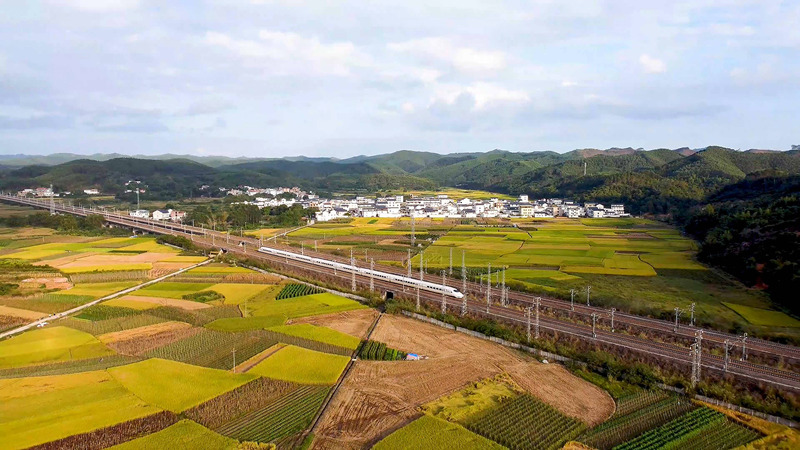 南寧市興寧区の高速鉄道沿いに広がる黄金色の美しい稲田（写真提供・興寧区融合メディアセンター）。