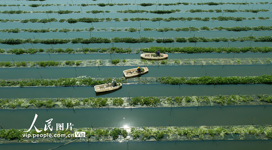 ボートを操りながら野菜を収穫　江西省