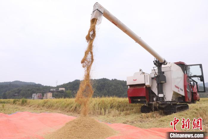 貴州省初の水稲「無人農場」が豊作迎える
