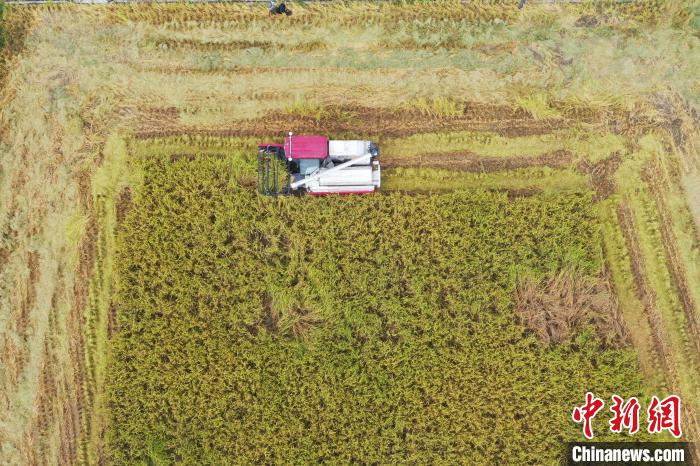 貴州省初の水稲「無人農場」が豊作迎える