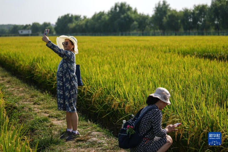実りの秋の中国、田畑1133万3333ヘクタールで収穫完了　進捗度は13.3％