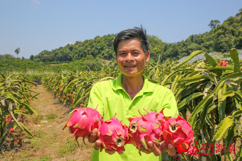 満面の笑みで収穫したドラゴンフルーツを手に持つ男性（撮影・牛良玉）。