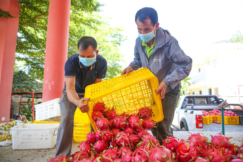 三亜のドラゴンフルーツが収穫期迎え農家は繁忙期突入　海南省