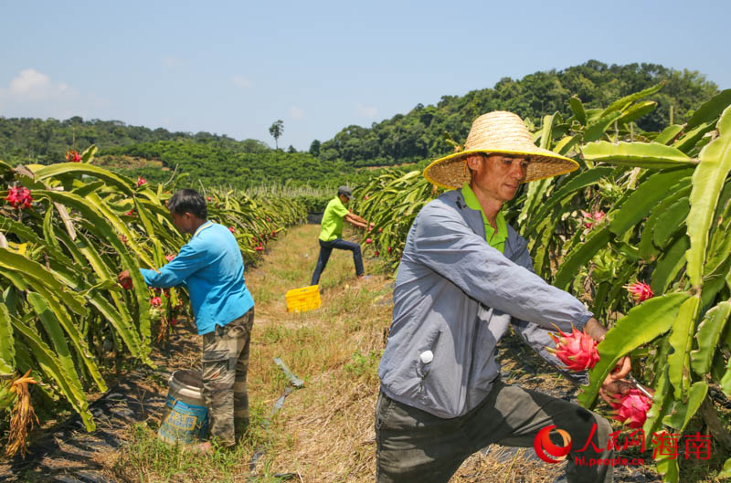 三亜のドラゴンフルーツが収穫期迎え農家は繁忙期突入　海南省