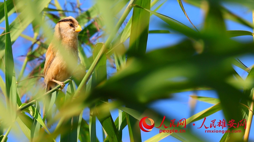 雄安白洋淀で国家二級重点保護野生鳥類「カオジロダルマエナガ」を確認　河北省
